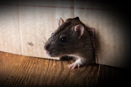 New Woody RAT Malware Being Used to Target Russian Organizations